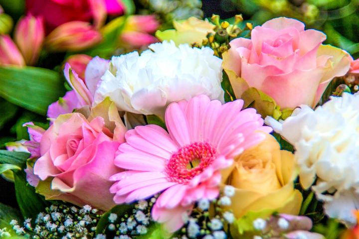 Hoa cẩm tú quỳnh – loài hoa đẹp nhất tháng 9 này tỏa hương
